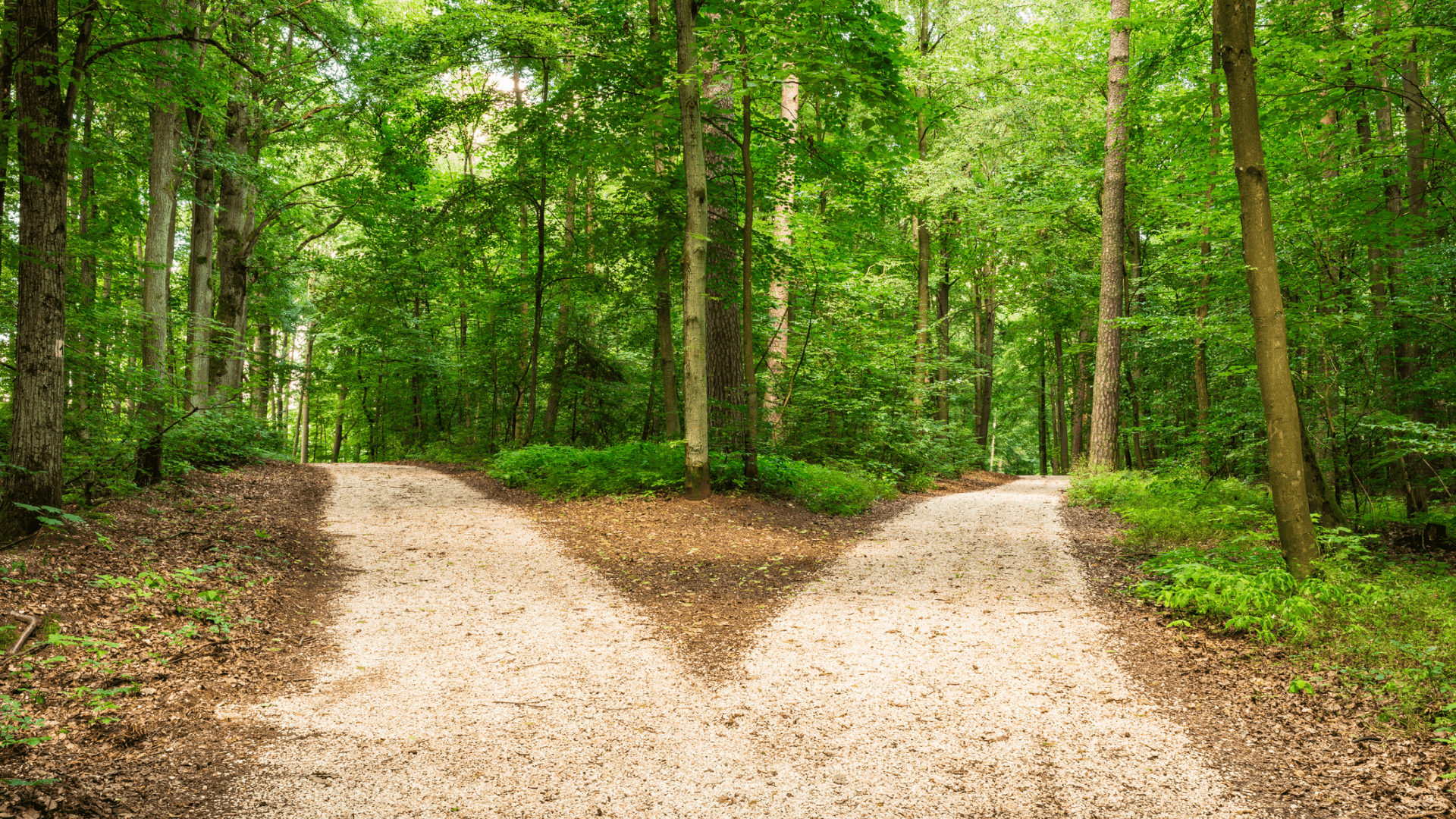 pathways in the woods